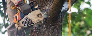 Best Soil Testing and Treatment  in Pennington Gap, VA