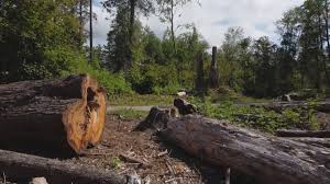 Best Seasonal Cleanup (Spring/Fall)  in Pennington Gap, VA