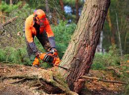 Best Tree Cabling and Bracing  in Pennington Gap, VA