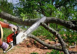 Best Tree Mulching  in Pennington Gap, VA