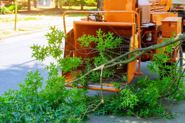 Best Tree Disease Treatment  in Pennington Gap, VA