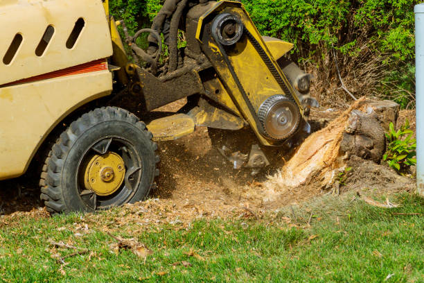 Best Weed Control  in Pennington Gap, VA
