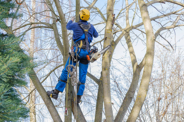 Best Lawn Pest Prevention  in Pennington Gap, VA