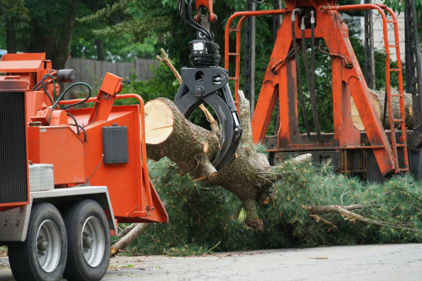 Best Leaf Removal  in Pennington Gap, VA