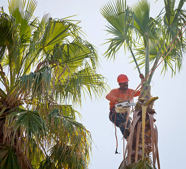How Our Tree Care Process Works  in  Pennington Gap, VA