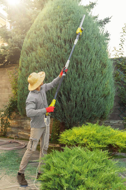 Best Lawn Maintenance Plans  in Pennington Gap, VA