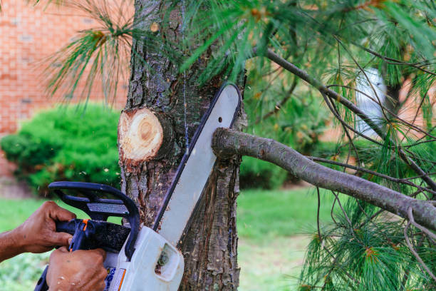 Best Pest Control for Lawns  in Pennington Gap, VA